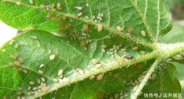 全民养花季,教你6个“养花绝招”,杀害虫促发芽,扦插生根快