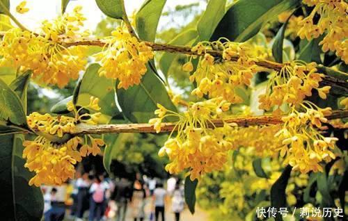 路边碰到修剪2种花,讨点枝条带回家,扦插成盆栽开花美极了!