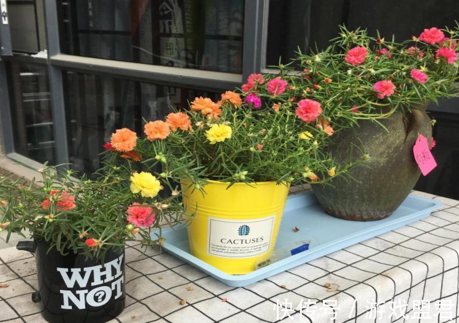 适合秋冬养殖的3种草花,好活,容易打理,花期漫长、开花美