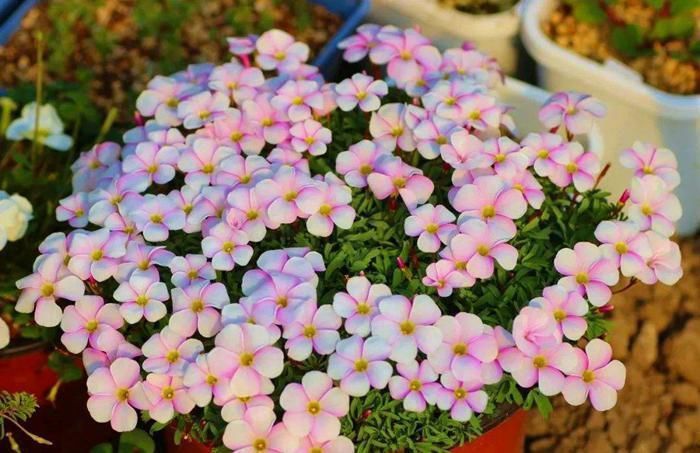 酢浆草|酢浆草可是潜力股,每次开花一大片,冬天不开花,3点原因在搞鬼