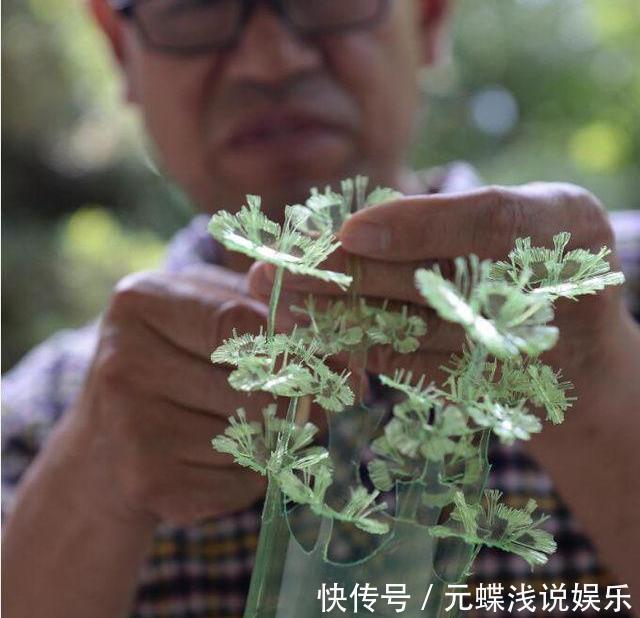 老大爷|塑料瓶子不要扔，免费做出最美盆栽，养一棵铜钱草也美翻了