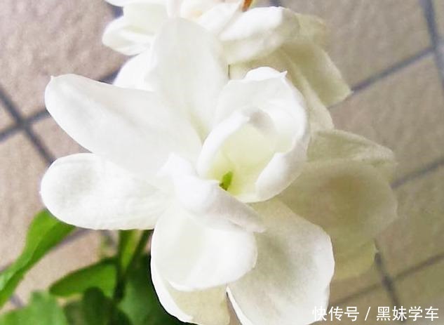 茉莉花开完花后,顺手多做一步,半个月后又能再开一茬花!