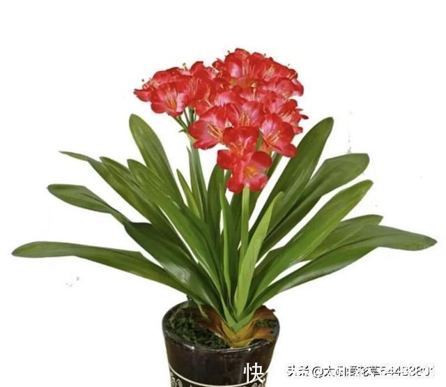 角堇|冬天要懒养的8种花,懒一点浇水开花多