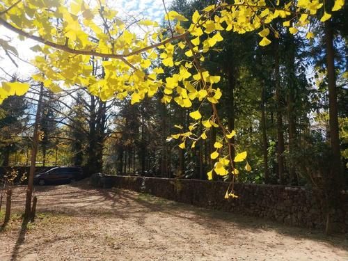 村庄|尝地道山货、看稀奇特产，除了赏银杏，腾冲江东村还有很多好味道