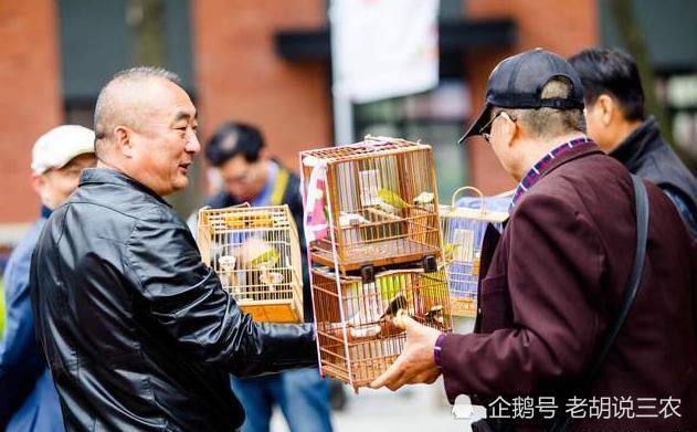 俗语:“家富不养‘老相好’,家贫不挨‘青笛嫂’”,是啥意思?