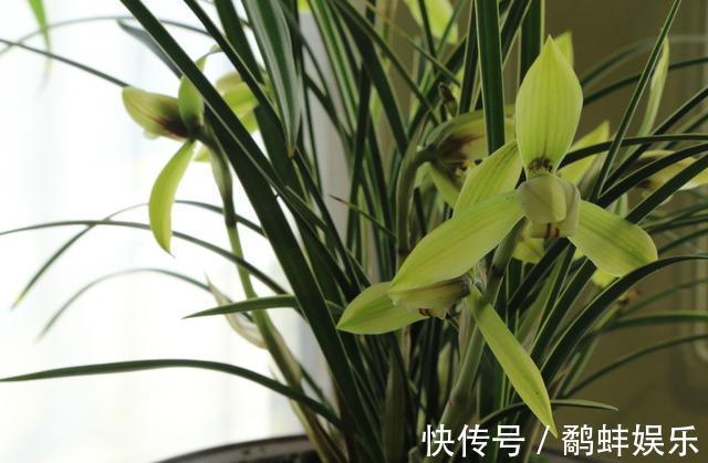 家中养护兰花，使用简单的“肥液”，新芽蓬发，轻松开花