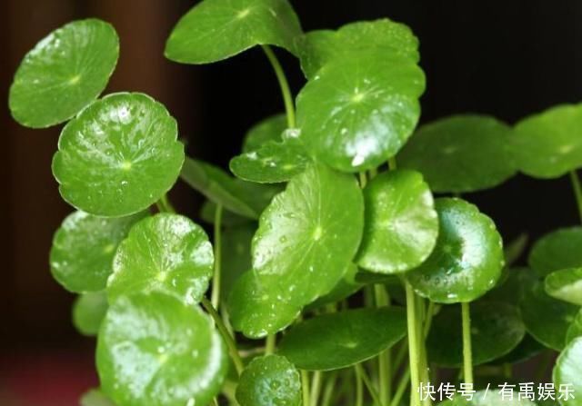增肥|铜钱草越养越“瘦小”吃点“增肥水”，半月不到，蹭蹭胖2圈