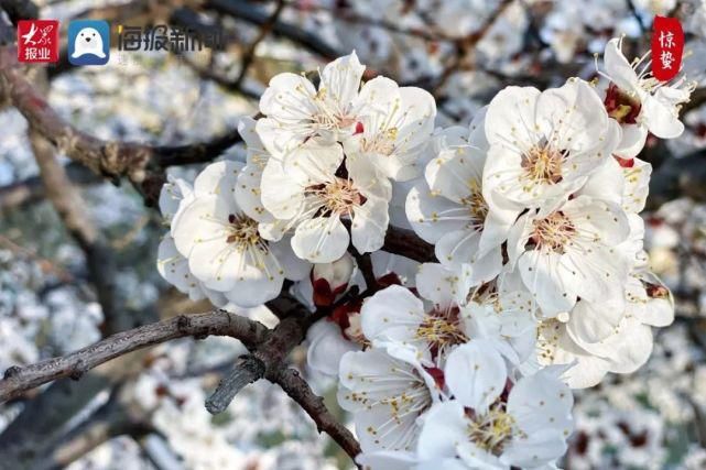 超清图片！菏泽街头“春”味渐浓，你感受到了吗？