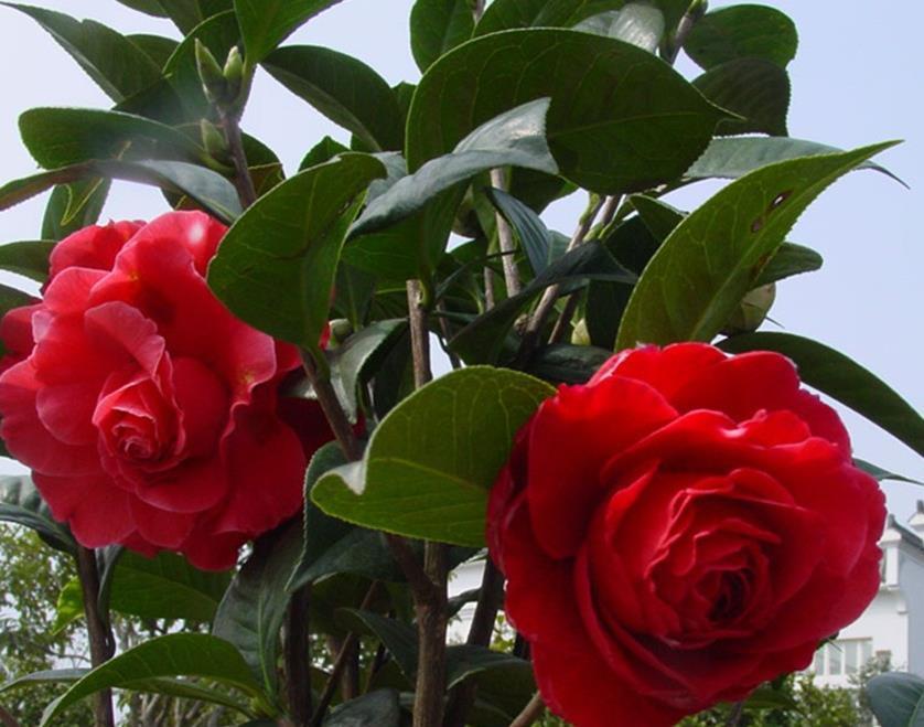 初春养茶花，记住三个事项和注意要点，不落蕾也不掉叶