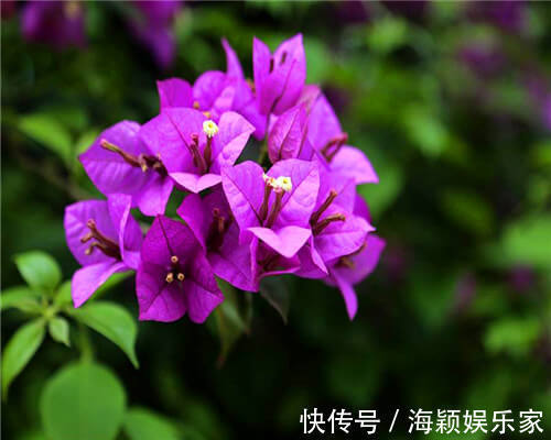 夏季|三角梅如何安全度夏教你3个养护的小妙招,不再黄叶干枯