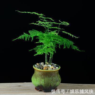 这些花不用太多光，放在家里的阴处养，开花大朵真漂亮