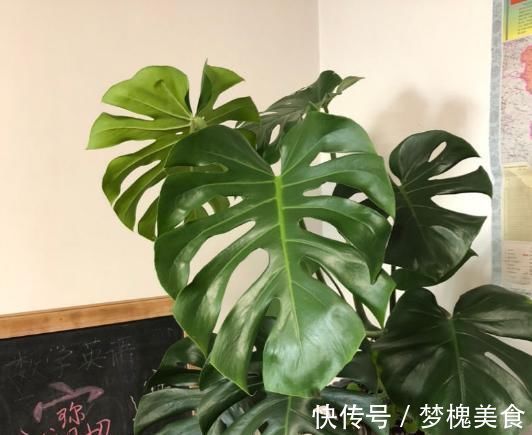阳台上|最不耐晒的3种花，养在室内才好看，搬出去一天就枯了