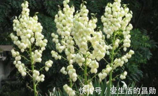 瑞香|家里阳台必养此款花卉,365天开花不断,花团锦簇,比牡丹还美