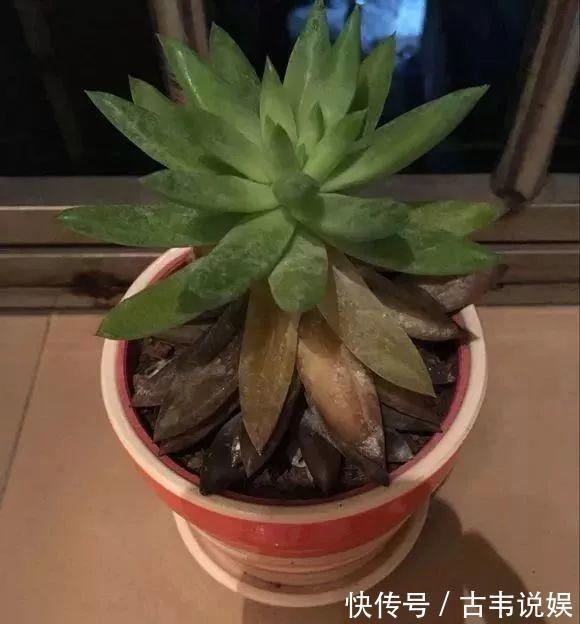 别人扔的多肉，他非要捡，最后照样也能养爆盆！