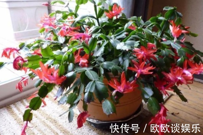 学会用洗衣粉，入坑养花，消灭害虫特别简单