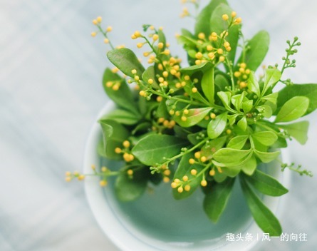 家养米兰花总是长不好学会这三个小技巧，轻松蹭蹭长不停