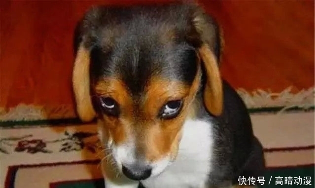 |幽默小伙子,就冲这个味跟我闺女是一样的,人你领走吧