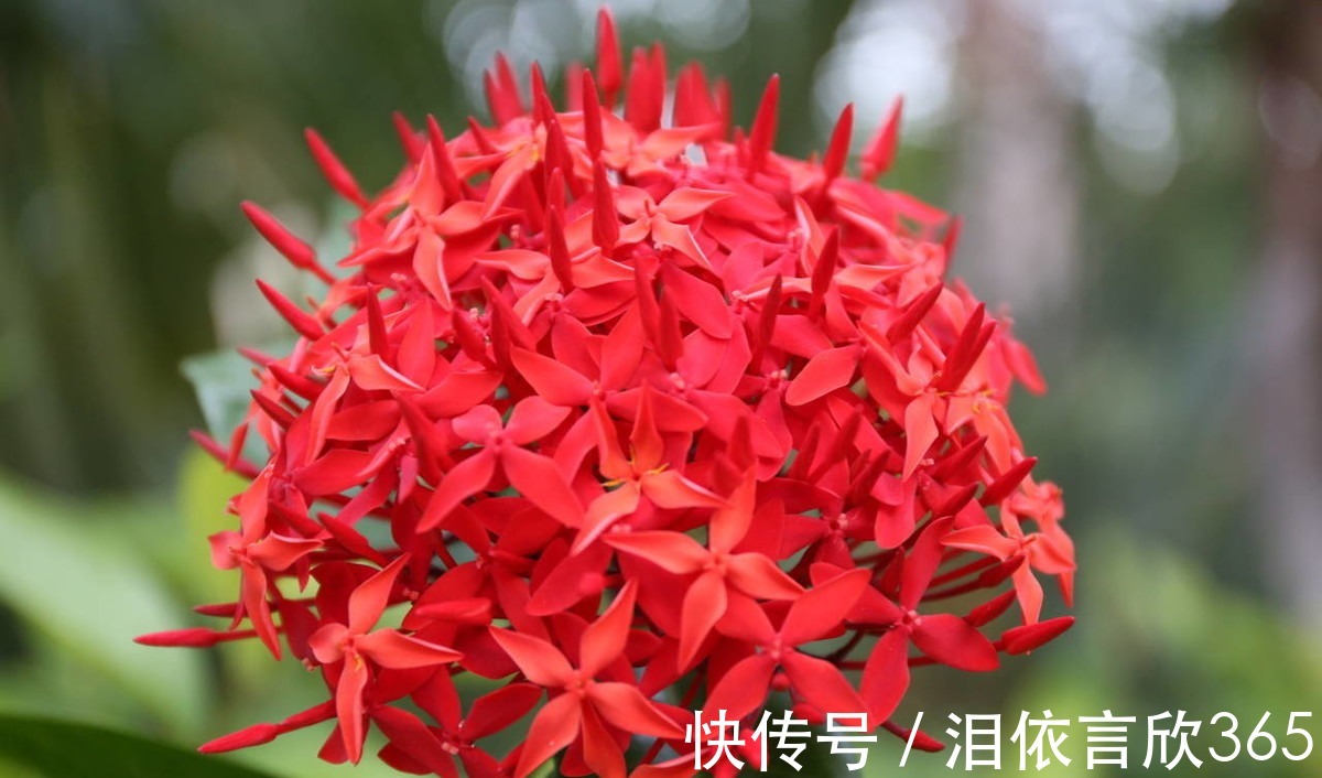 养花|养花就养3种花,好养易活不操心,开花爆盆很漂亮,常年开花不断