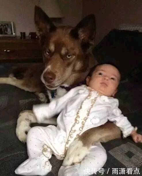 |搞笑图片幽默段子笑话:狗子,你是孩子的护花使者么,哈哈哈