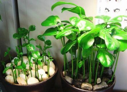 龙眼|4种“果核”不要扔,埋土里,5天之后“惊喜”不断,观叶又收果!