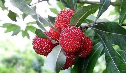 衰老|人到中年,适合常吃的食物,排毒清肠,延缓衰老,养颜美容