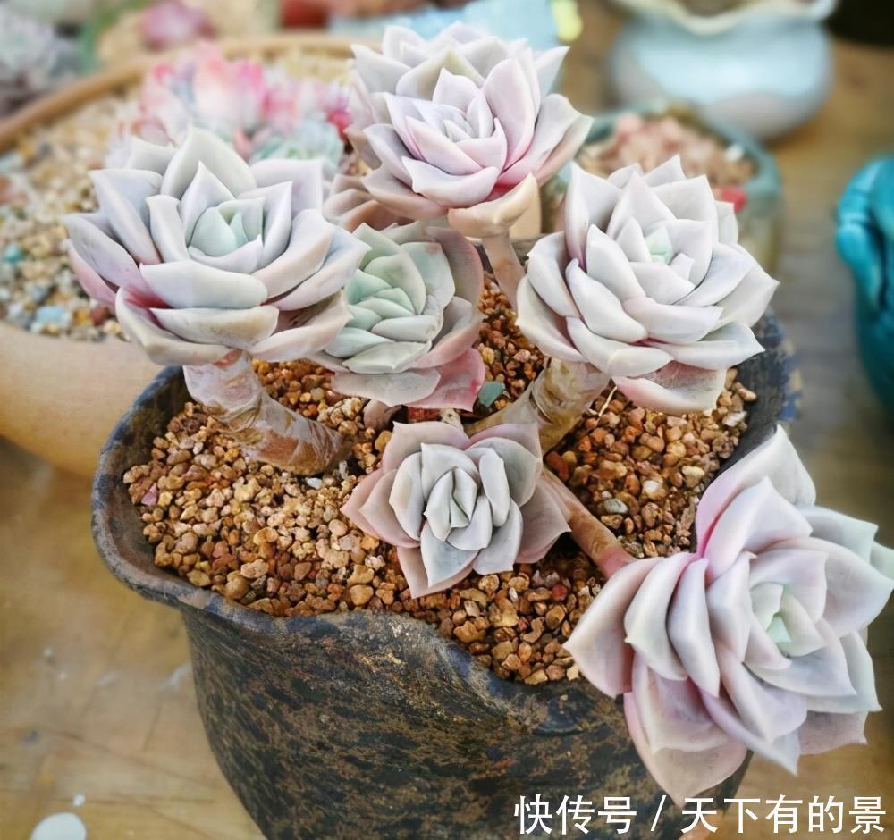 退步|被拉下神坛的可爱多肉,曾经贵到退步,现在价格便宜少有人养