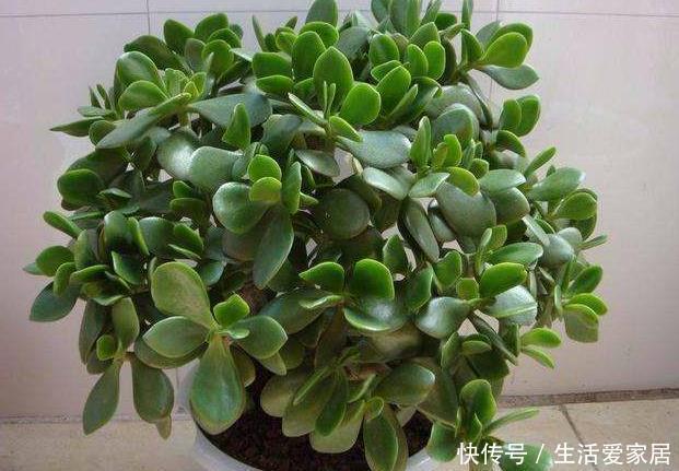 法师|懒人不适合养花?错!选择5种花,不挑土,耐干旱,不管它都长!