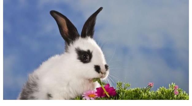生肖兔|生肖兔：75年的小兔子，六月将迎双喜临门，看看到底是什么喜