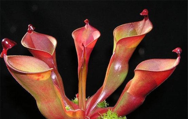 新手养花,适合养一盆“阳台精品”瓶子草,美丽妖艳,美妙动人