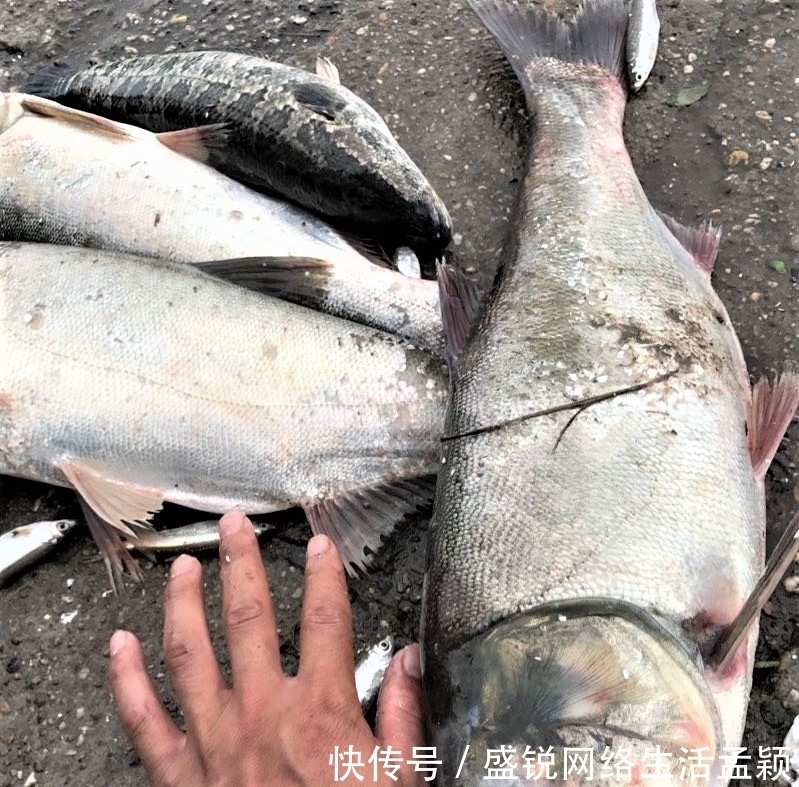 鲢鳙|钓鲢鳙用手竿拉鱼才带劲,这几点做好,不是你拉鱼,就是鱼拉你