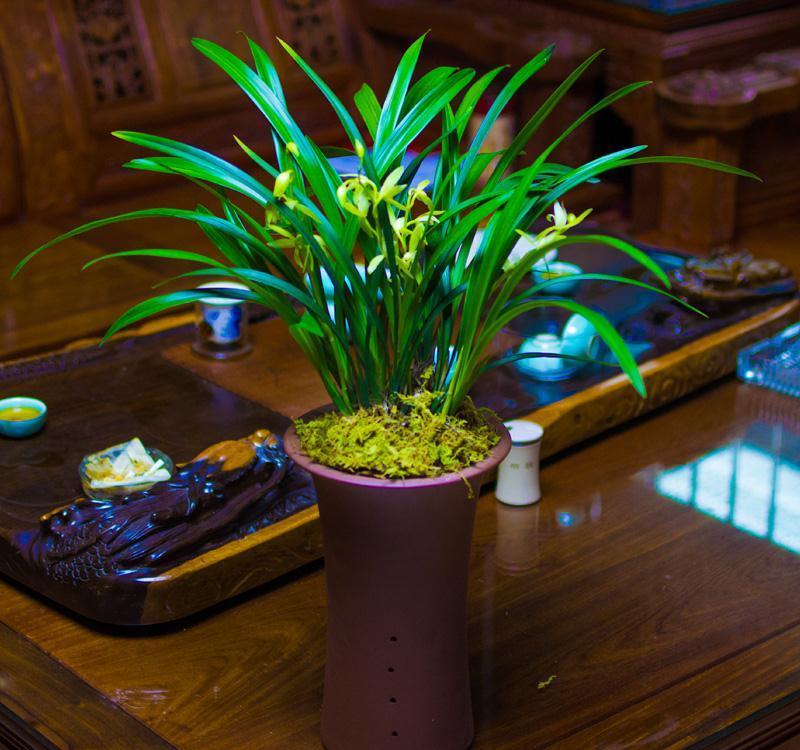 10大吉祥花，客厅有空地一定要养一盆，高档又好养，旺财又旺家