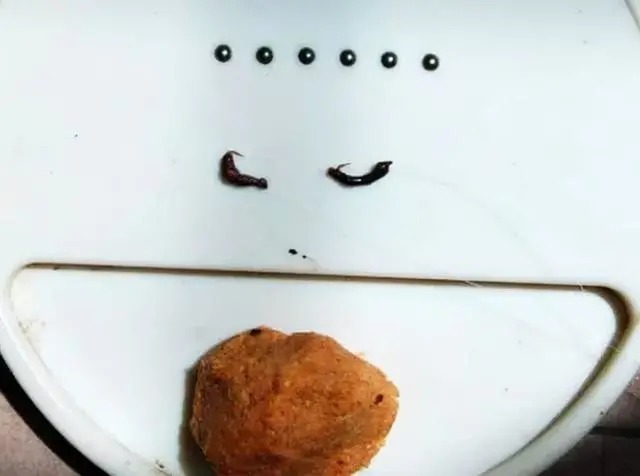 冬钓用虫饵效果不佳,不妨试试这种钓法,不用打窝就能诱鱼进钓点