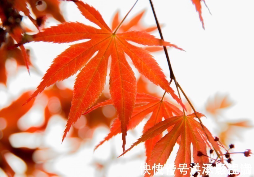 余生|下个月,缘分与桃花重归于好,月老相助,余生幸福快乐的四大生肖