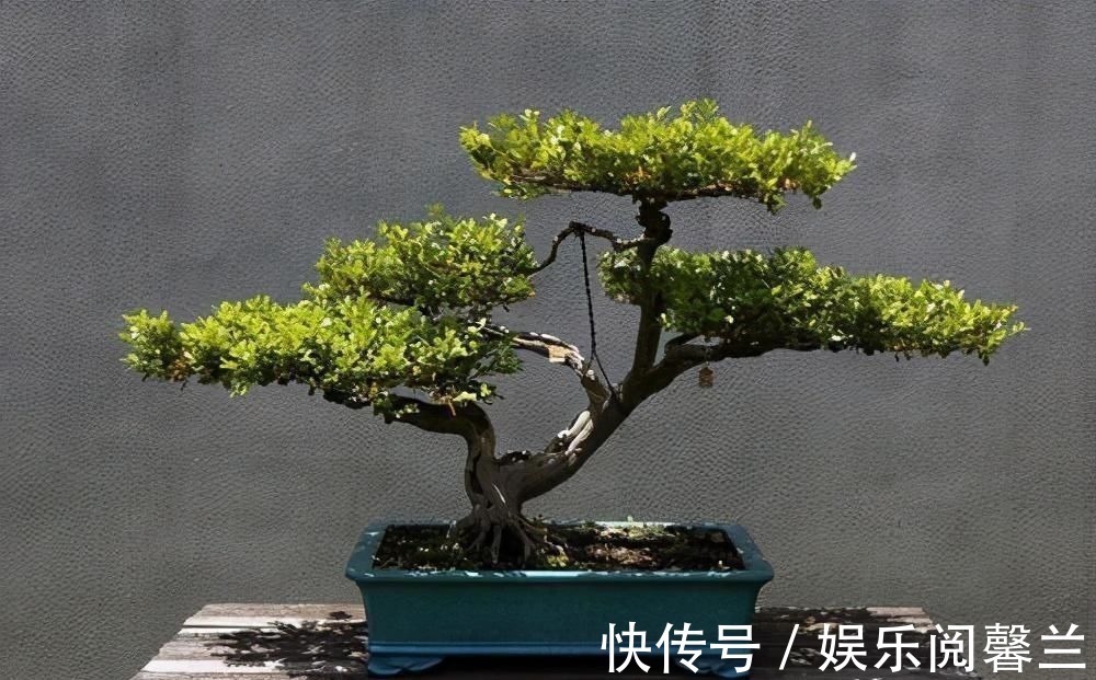 养护|苏派盆景极具名气,这6种盆景做法精妙、极具自然之感,价值高
