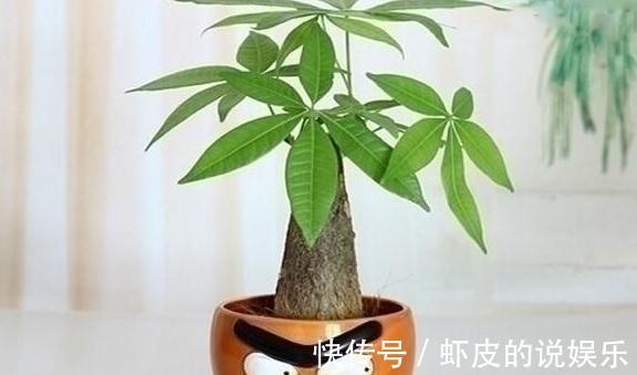 此5种花,整个冬天不浇水都旱不死,一浇就全完