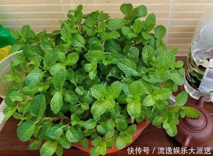 香草类|立夏后养花,别偷懒做好这3件事,长的快不生虫!