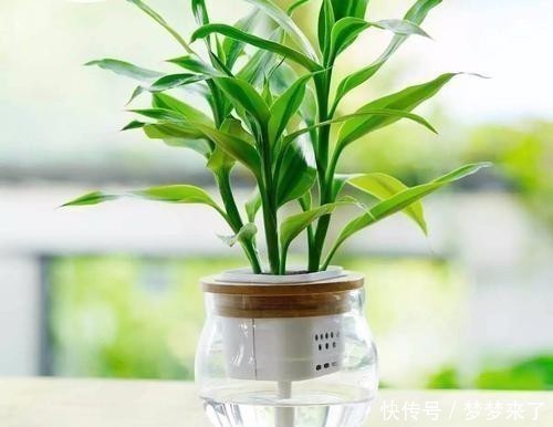 好运|家里万万要养这几种植物,能给家里添财运招好运,难怪会住富裕