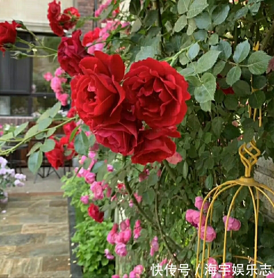 我有一个花园小院，秋季月季开花尚好，草花开爆盆