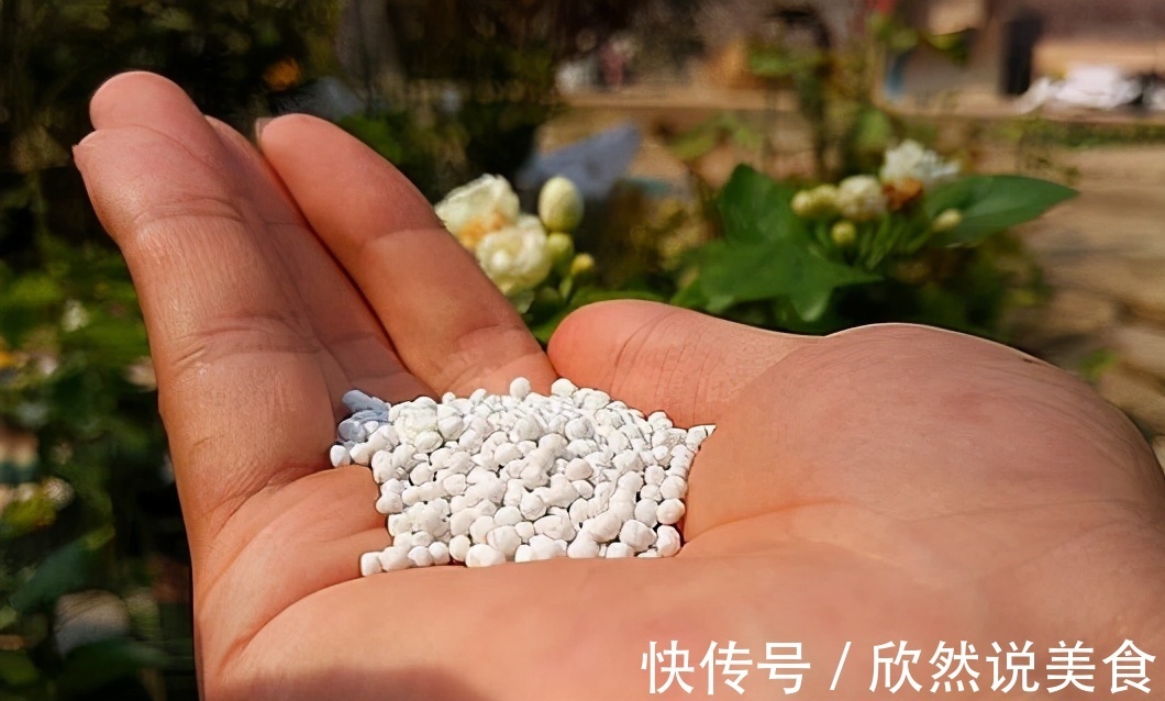 什么淘米水、啤酒水都不如“这样”施肥，用对方法，才能多开花