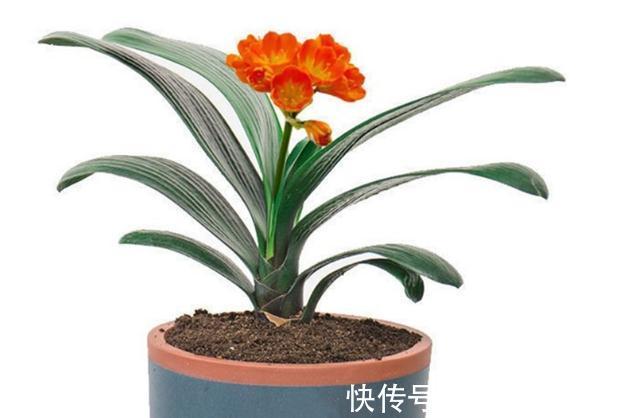 有不少人养了多年君子兰,却不知道它喜欢什么肥,我来告诉你