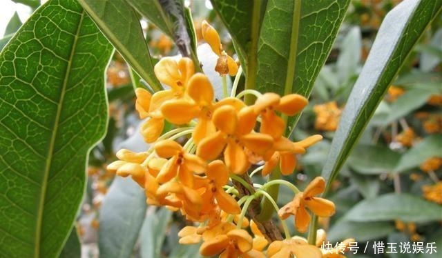 有院子就种4种树,老祖宗留下的“顺口溜”,不是没有道理