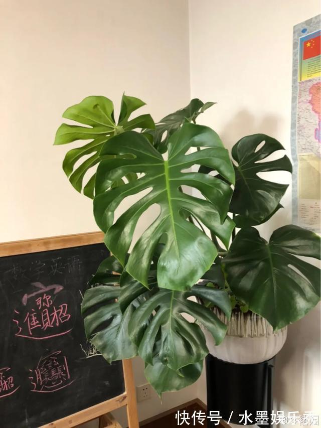 6种杀菌花,杀菌去异味,家里空气更干净!