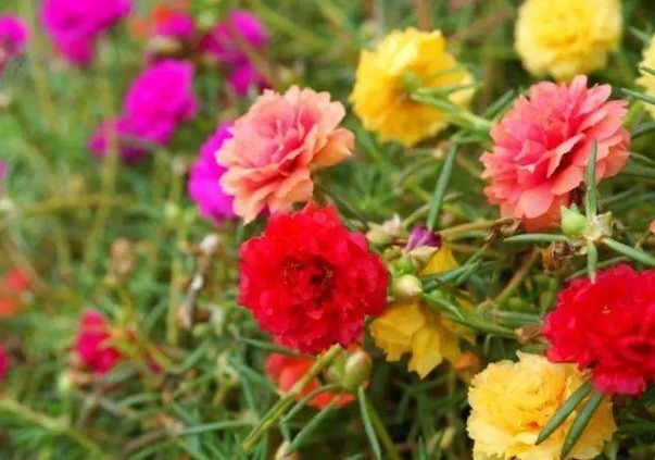 1种花，开似“小太阳”，轻易“晒不死”，新手、懒人也能养爆盆