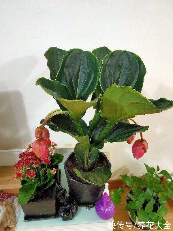 宝莲灯|6种“昂贵花”,工薪族一般都舍不得买,只能刷刷图片解馋