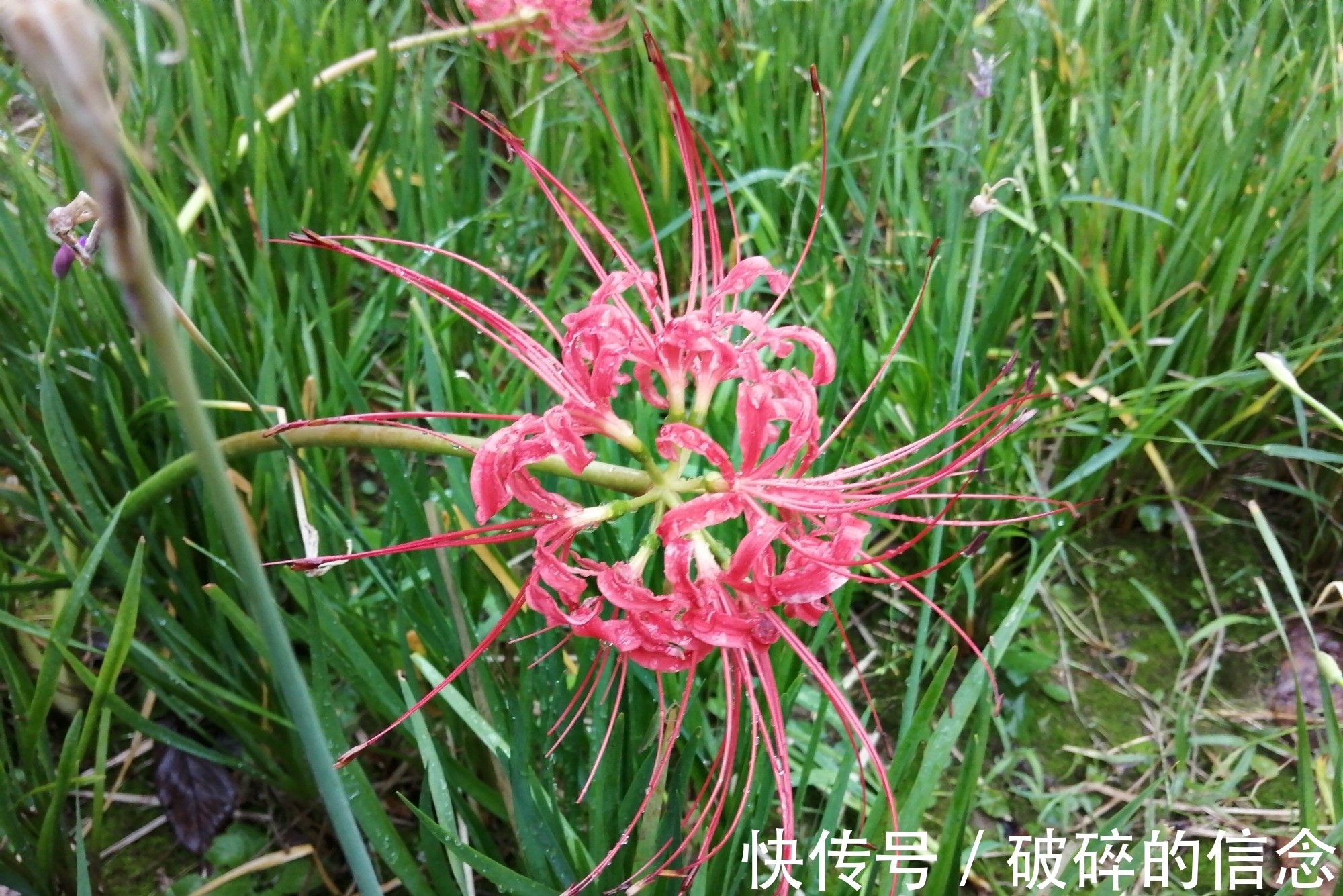 秋空&七绝：雨中访花（新韵）三首