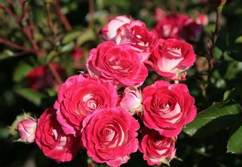  美若天仙|3种花美若天仙，好养易管理，花量繁多，全年开不停，室内也能养