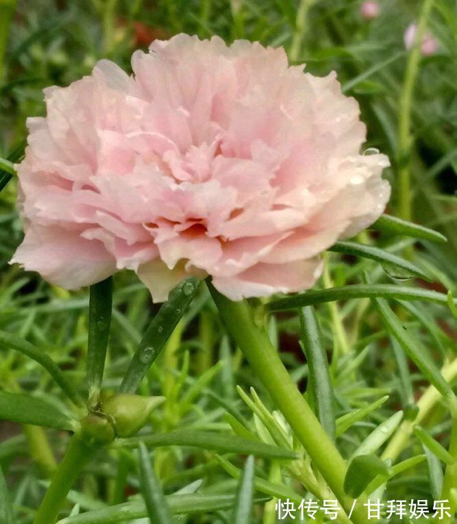 阳台|太阳花怎么过冬？用一种方法，顺利过冬，来年开花更多更美