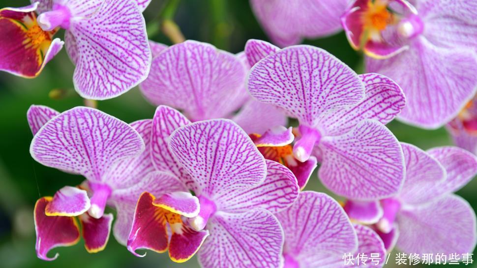 如何挑选年宵“花旦”蝴蝶兰?4个挑选小技巧,挑到高品质蝴蝶兰
