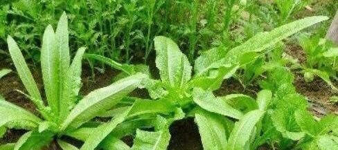 女人爱美，建议吃的食物，延缓皱纹形成，预防疾病，补血养颜