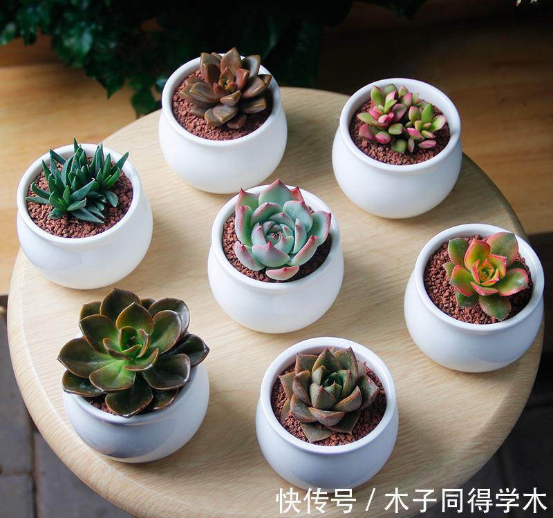 想让多肉健康又漂亮,8招养成秘籍你千万要注意